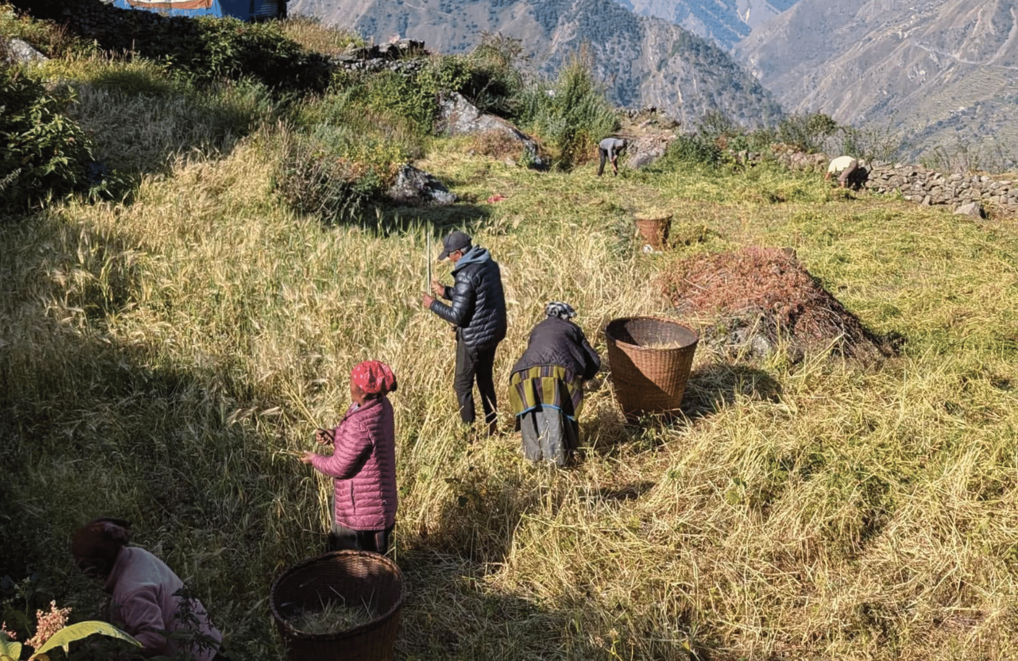 Forêt de rhododendrons dans la vallée du Langtang
